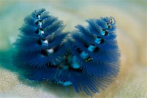 Christmas Tree Worm Information and Picture | Sea Animals