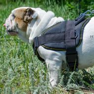 English Bulldog Harness - UK Dog Harnesses Store