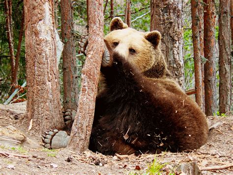 Sustainable activities in Rila National Park, Bulgaria - Lonely Planet