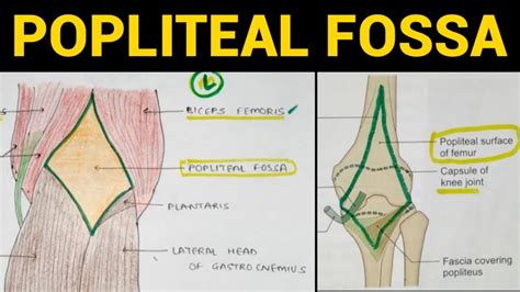 Popliteal Surface