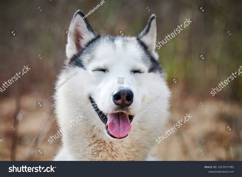 340 Mad Husky Images, Stock Photos & Vectors | Shutterstock