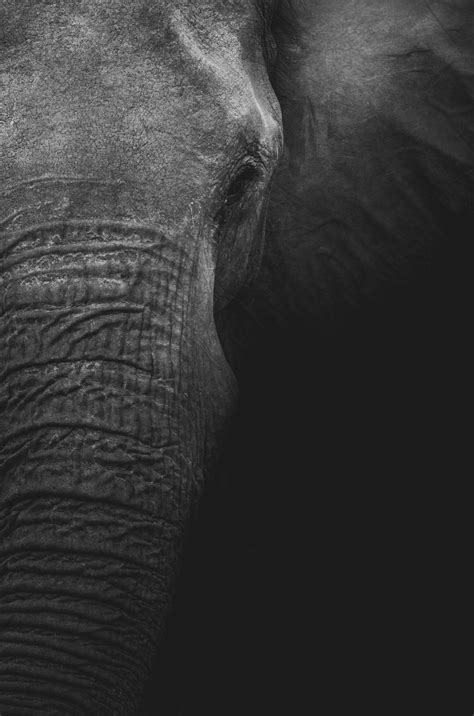 Download 4K Elephant Portrait Grayscale Wallpaper | Wallpapers.com