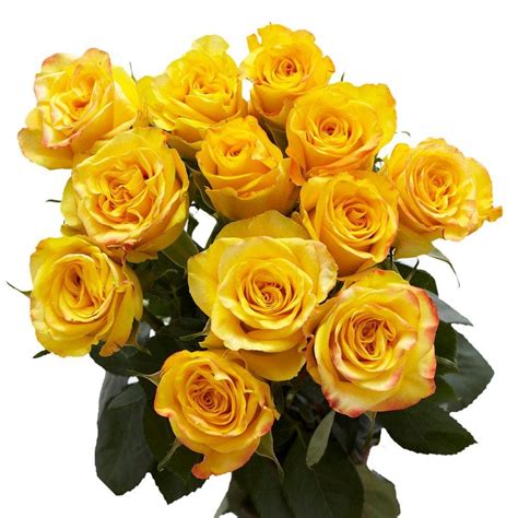 Globalrose 2 Dozen Yellow Roses-vars-2-dozen-yellow-roses - The Home Depot