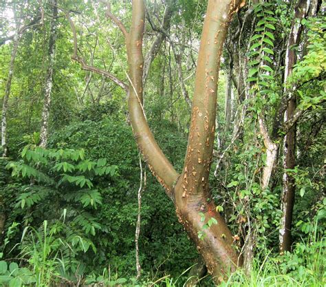 gumbo limbo tree medicinal uses - Elfreda Epstein