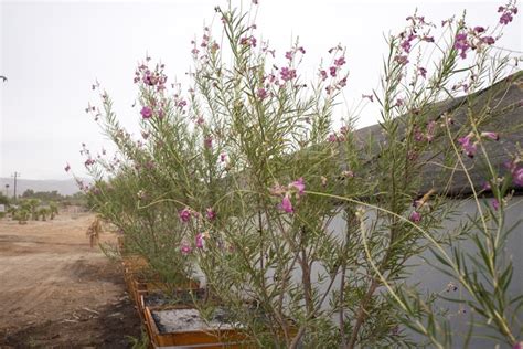 Desert Willow Tree — GDNC Nursery