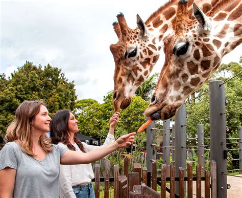 Roar and Snore | Taronga Conservation Society Australia