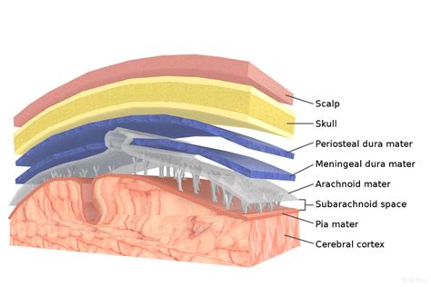 Brain Anatomy: The Function and Layers of the Meninges | Brain anatomy ...