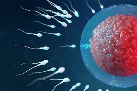 Premium Photo | 3d illustration sperm and egg cell, ovum. sperm approaching egg cell. native and ...