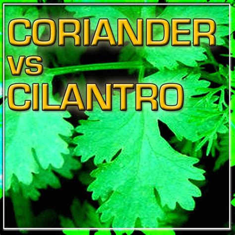 Are Coriander and Cilantro the Same Thing | Delishably