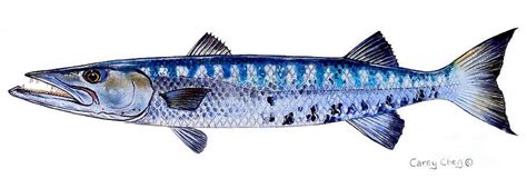 Painting - Barracuda by Carey Chen | Fish artwork, Fish illustration, Fish art