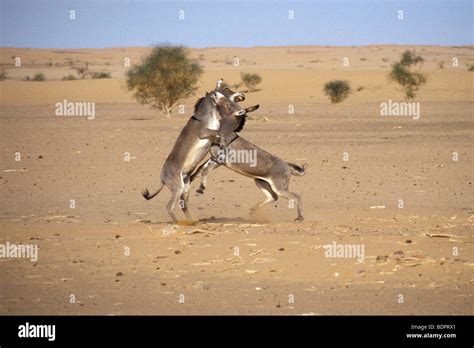 Mauretanien, Tiere, Esel Stockfotografie - Alamy