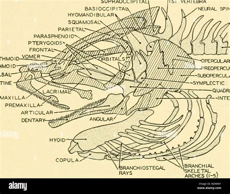 Chordate Anatomy Chordata Anatomy Comparative The Skeletal System | Images and Photos finder