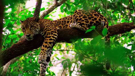 Jaguar lying on a tree branch in Belize | Cockscomb basin wildlife ...