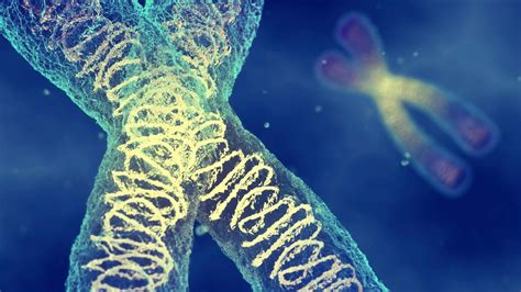 Genforschung - X-Chromosom erstmals vollständig entschlüsselt What Is Bone Marrow, Bone Marrow ...