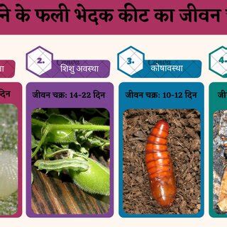 Life cycle of Gram cut worm (Agrotis ipsilon) | Download Scientific Diagram