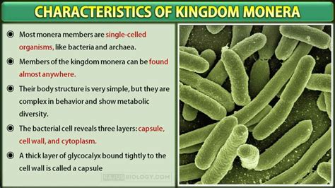 Characteristics of Kingdom Monera | Free Biology Notes - Rajus Biology