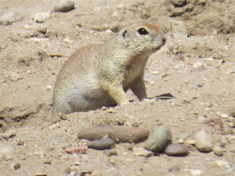 Mammals of Southern Arizona