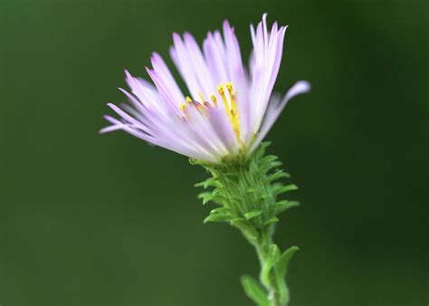 Solitary Flower Photograph by Linda Arns | Pixels