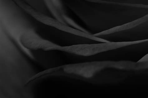 Black Rose Petals Free Stock Photo - Public Domain Pictures