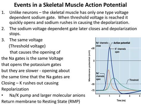 PPT - Electrophysiology of Muscle Skeletal & Cardiac excitation & contraction PowerPoint ...