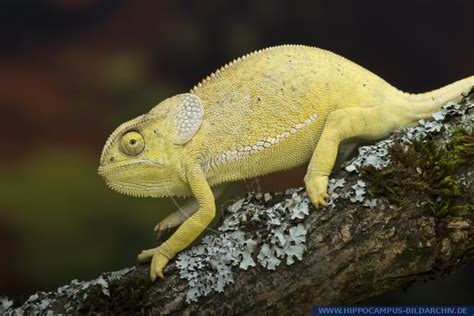 Chamaeleo dilepis alias Flap-necked chameleon :: Hippocampus Bildarchiv