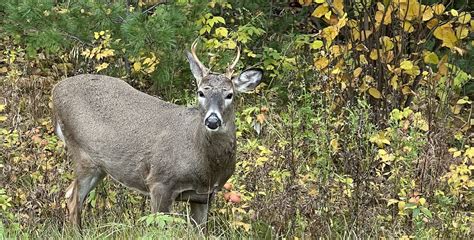 Deer Season Trail Closures: All You Need to Know - Discover the Range