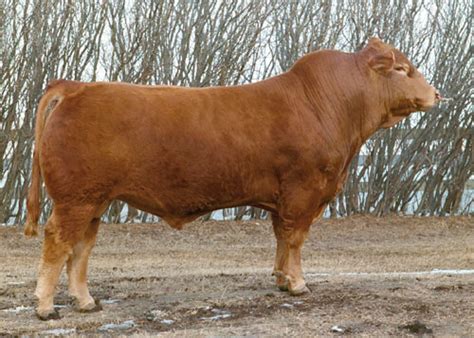 How to Identify Gelbvieh Cattle: 4 Steps - wikiHow