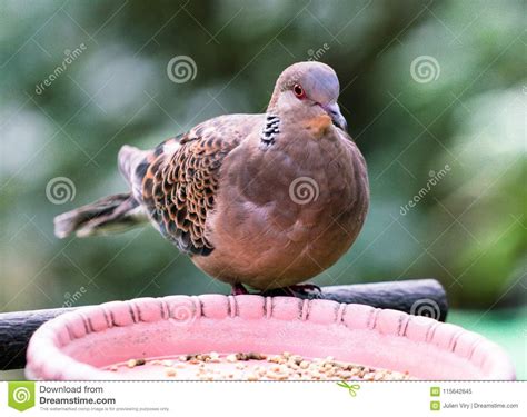 Oriental turtle dove bird stock image. Image of turtur - 115642645