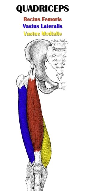 The Definitive Guide to Quadriceps Femoris Anatomy, Exercises & Rehab