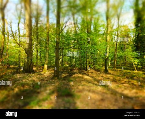 Tranquil Scene Of Forest Stock Photo - Alamy