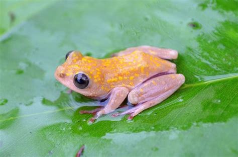 Smithsonian Insider – DNA untangles Gabon’s complex web of frog species ...