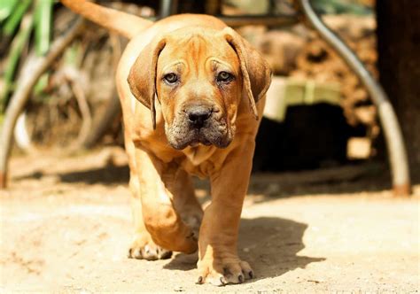 How Much Is A South African Boerboel