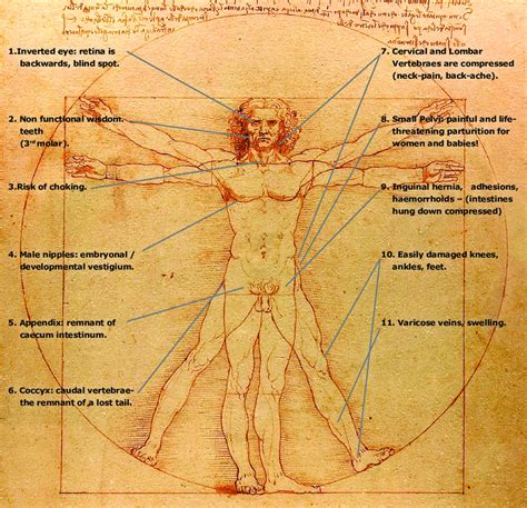 Homo vitruvianus, the "perfect human body"…or not ? N. 1, 3: trade offs... | Download Scientific ...