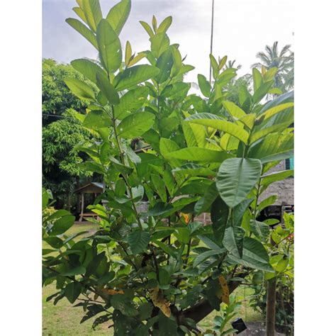 Dahon ng Bayabas /Fresh Guava/Bayabas Leaves / 50pcs for 15Php | Lazada PH