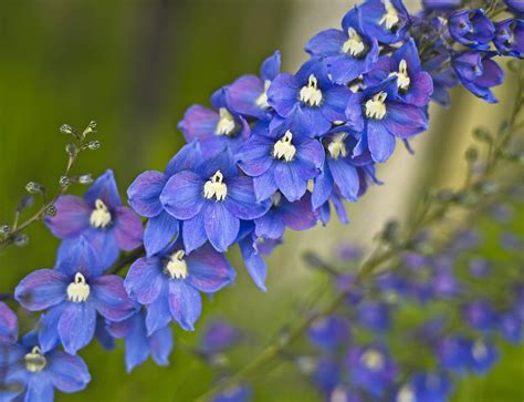 Ultimate Guide to the Delphinium Flower (Meaning & Symbolism) - Petal ...