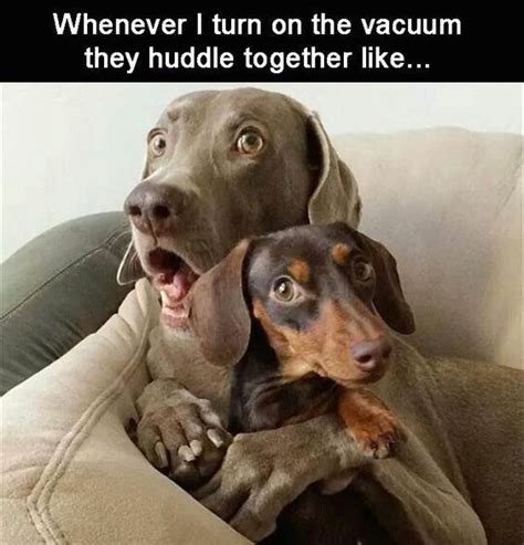 funny dog shocking at vacuum machine #funnydogs | Funny dog pictures, Cute animals, Funny animal ...