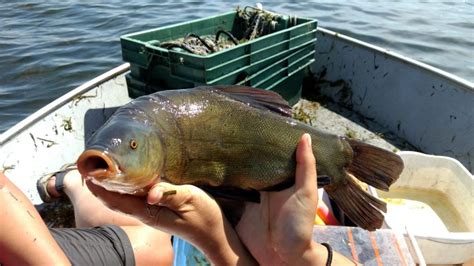 Invasive Eurasian Tench Threatens Lake Ontario | International Joint Commission