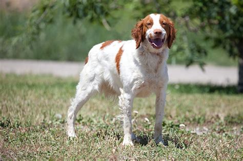 Brittany Spaniel Hunting Dog Outdoors In Field Stock Photo - Download ...