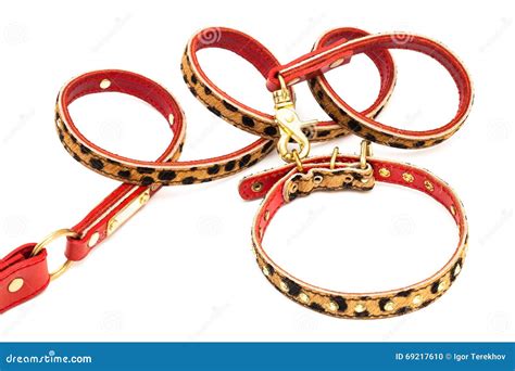 Beautiful leash and collar stock photo. Image of isolated - 69217610