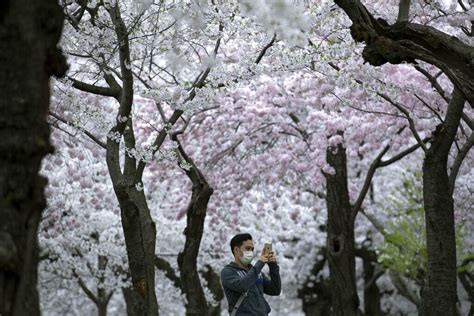 2021 Cherry Blossom Festival: Everything you need to know - WTOP News