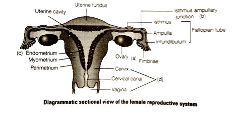 Female Reproductive System Diagram Class 12 Ncert Reproducti