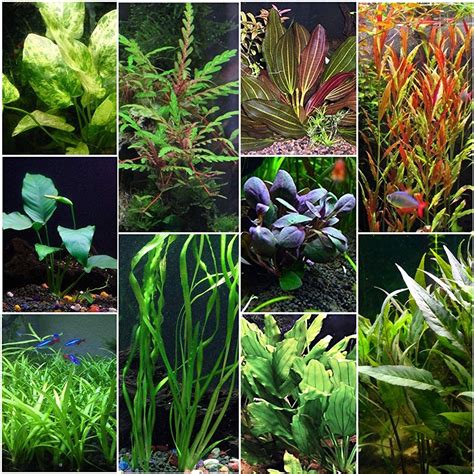 10 Species Live Aquarium Plants Bundle | Live aquarium plants, Freshwater aquarium plants ...