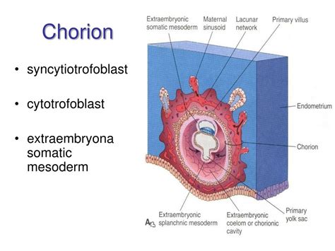 PPT - Nutrition of embryo and fetus PowerPoint Presentation, free download - ID:5387962