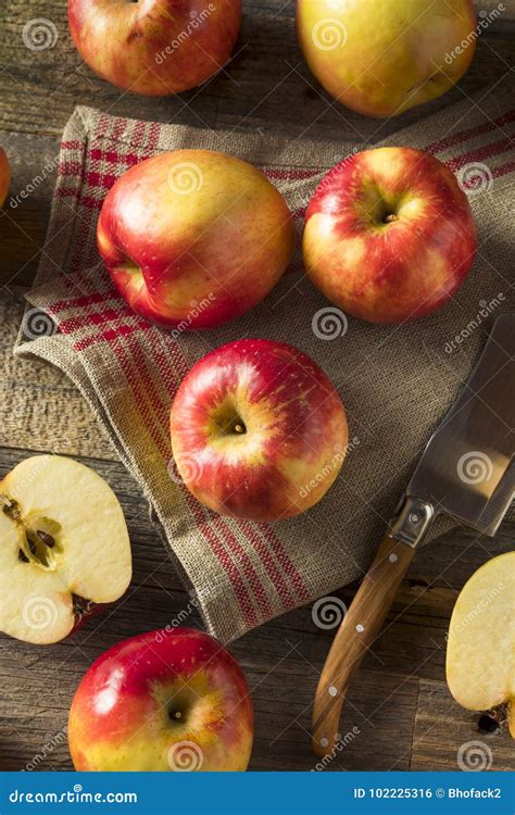 Raw Red Organic Sweet Tango Gala Apples Stock Photo - Image of organic, apples: 102225316