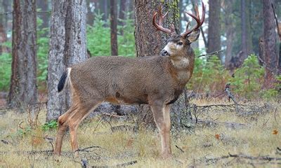 Columbian black-tailed deer | Oregon Department of Fish & Wildlife