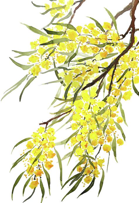 Golden Wattle flowers watercolor Painting by Color Color - Pixels