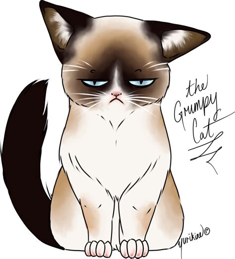 Grumpy Cat Meme PNG Image HQ | PNG Arts