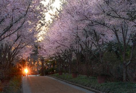 5 Spring Equinox Traditions Around the World - Night Sky Tourist