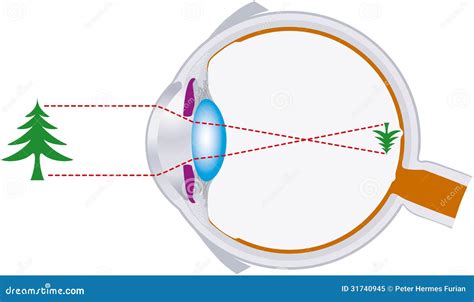 Vision, Eyeball, Optics, Lens System Royalty Free Stock Photo - Image: 31740945