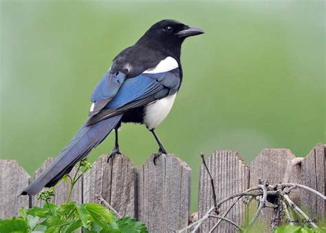 A black-billed magpie. | Bird, Black and white birds, Magpie